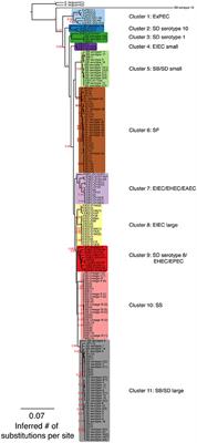 Corrigendum: Phylogenetic Analyses of Shigella and Enteroinvasive Escherichia coli for the Identification of Molecular Epidemiological Markers: Whole-Genome Comparative Analysis Does Not Support Distinct Genera Designation